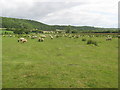 Sheep grazing on Walton Moor