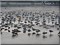 Birds on ice, Heritage Loch, East Kilbride