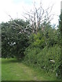 Dead tree amongst  the foliage