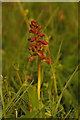 SU7331 : Frog Orchid (Dactylorhiza viridis) by Ian Capper