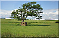 Pillbox and tree - St Athan