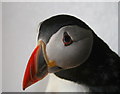 NJ2370 : Muffin the Puffin on the road to recovery by Des Colhoun