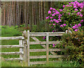 NU1315 : Rhododendrons south of East Bolton by Andy F