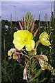 Common evening primrose