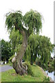 New Growth on a Willow