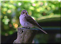TM0734 : I spotted a spotted flycatcher by Zorba the Geek