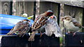 Sparrows at Lossiemouth