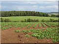 Potato field, Springfield