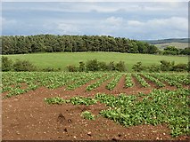 NT7571 : Potato field, Springfield by Richard Webb