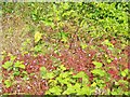 Herb Robert, Old Shaston Road