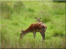 NX1371 : Deer Feeding by Billy McCrorie