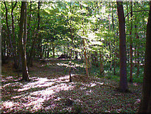 SU2464 : Savernake Forest near Grand Avenue by Brian Robert Marshall