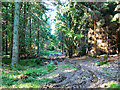 A view up Pig Stye, Savernake Forest