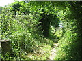 Footpath beside the railway