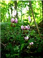 NZ1265 : Lilium martagon (Martagon Lily), West Wood by Andrew Curtis
