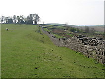 NY6166 : Hadrian's Wall west of Milecastle 49 (Harrow's Scar) (2) by Mike Quinn