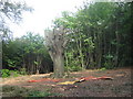 Coppice work in Perry Wood