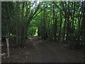 Bridleway in Badgin Wood