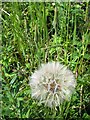 Goatsbeard, Tragopogon pratenis