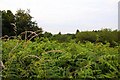 Overgrown view from Jarn Mound