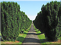 An avenue of yew trees, Cannington Cemetery