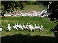 Milton Abbas: geese at Hewish Farm