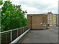 Plane trees by Allhallows Car Park, Bedford