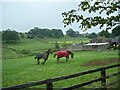 Horse Country at Middleham