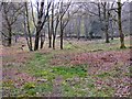 Woodland near Gwern y Baedd