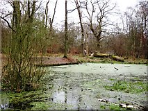 SP9713 : The Duckweed covered pond at the end of March by Chris Reynolds