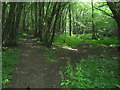 Footpath junction in Spuckles Wood