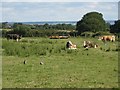 Looking north towards The Solent and the mainland from The Orchards Holiday Park