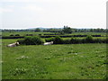 Hawthorn Farm Cattle