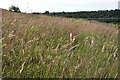 Grasses on Penarth Moors - Cardiff