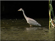 ST1586 : Heron in Caerphilly Castle lake by Keith Edkins