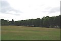 Trees lining the Village Green, Weald