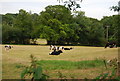 Cows grazing near Weald