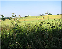 TG2404 : A field of ripening oilseed rape beside Boudica's Way by Evelyn Simak