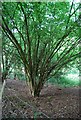 Coppiced tree, West Wood