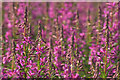 Rosebay Willowherb (Chamerion angustifolium), Baltasound