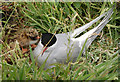 NU2135 : A tern on the nest with her chick, Inner Farne by Andy F