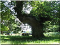 Ancient Oak in car park at Lord