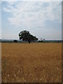 Farmland near Lower Kinnerton