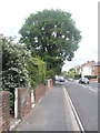 Tree in Brockhurst Road