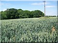 ST8581 : Wheat field near Grittleton by Maigheach-gheal