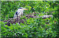 Heron nesting at Hermitage LNR