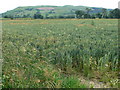 Wheatfield near Aberhafesb