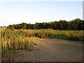 Dried Pond Bed near Arlington Reservoir