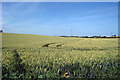 Crop field off Heronden Road