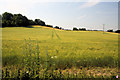 Barley field near Bramford